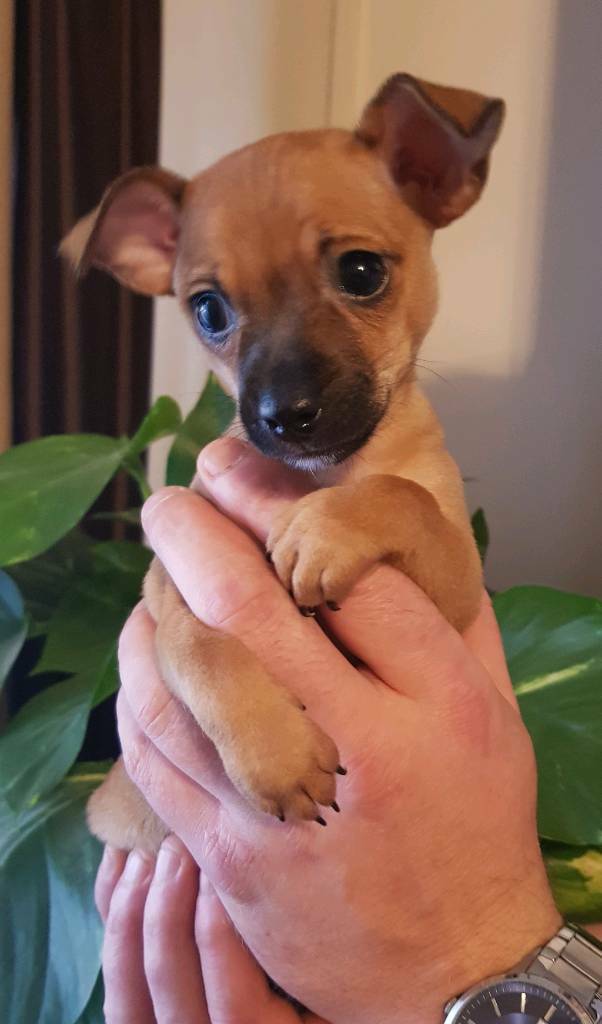 cat and dog home near me